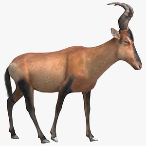 red hartebeest model