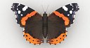 Red Admiral