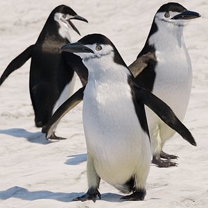 Penguin