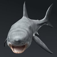Great White Shark Rigged For Maya