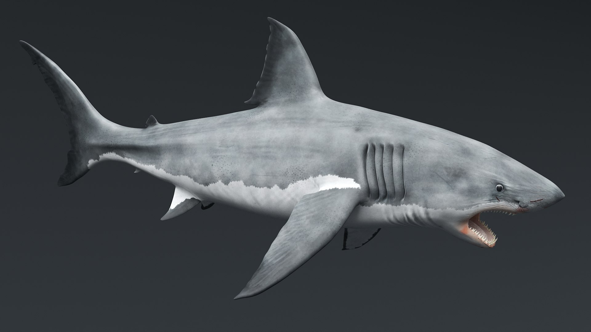 3D Great White Shark Rigged For Maya model https://p.turbosquid.com/ts-thumb/wy/ihWq0Z/XM/great_white_shark_rigged_for_maya_006/jpg/1772020240/1920x1080/fit_q87/5af1c6eebe18bc1bd723cad636f2d0a2fc4bbd92/great_white_shark_rigged_for_maya_006.jpg