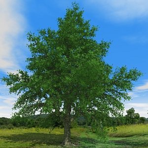 free oak season 3d model