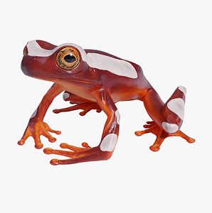 Clown Tree Frog - Animated 3D