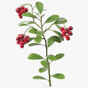 Cranberry Bush