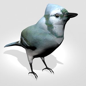 3D bird animal wildlife model