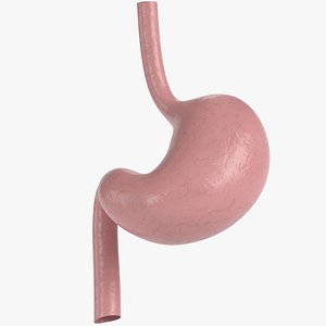 Anatomy - Human stomach