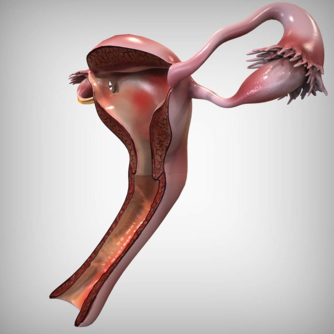 3D reproductive female vagina model https://p.turbosquid.com/ts-thumb/wz/6xRUeD/1KDEjkeO/view3/jpg/1583695242/1920x1080/fit_q87/7b418d88085580970ce1d064378ace27db6d5d42/view3.jpg