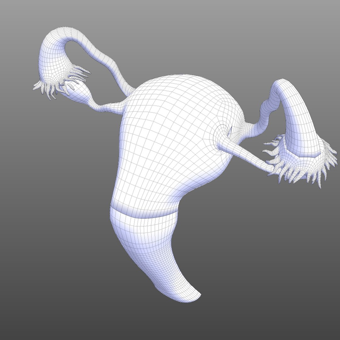 3D reproductive female vagina model https://p.turbosquid.com/ts-thumb/wz/6xRUeD/1x0lrJh8/wire3/jpg/1583695242/1920x1080/fit_q87/b4707109061fe8d142dbf77786ea088d806a9ec3/wire3.jpg