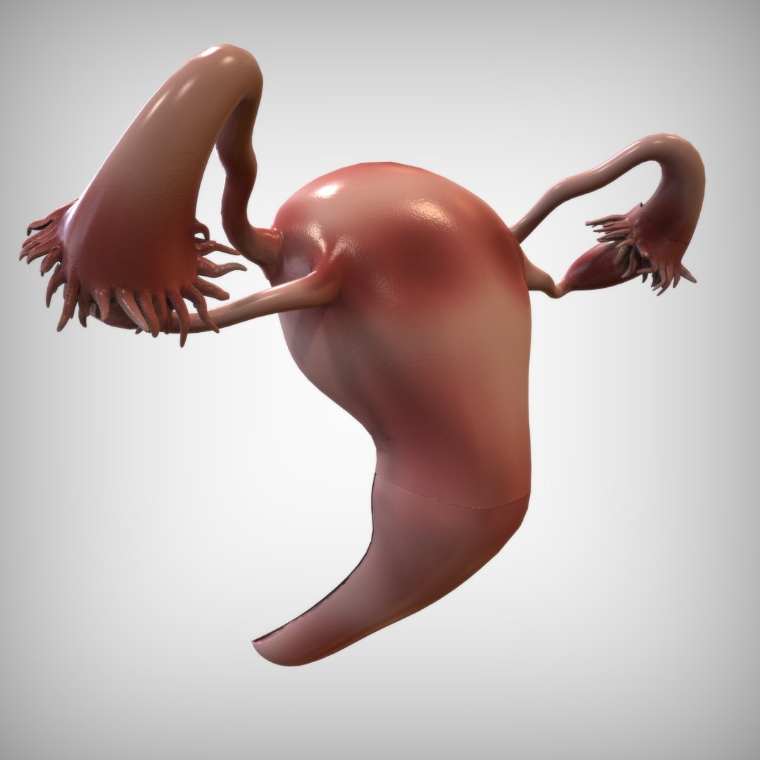 3D reproductive female vagina model https://p.turbosquid.com/ts-thumb/wz/6xRUeD/2yaVbM4i/view4/jpg/1583695242/1920x1080/fit_q87/db8b063350ca780b8f08c46c46432d6407eb4cd3/view4.jpg
