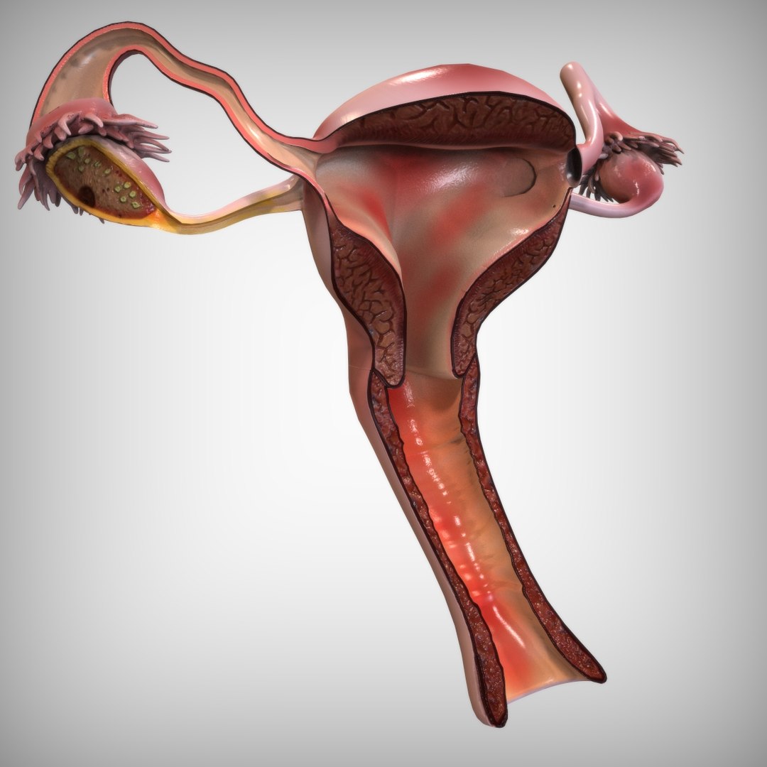 3D reproductive female vagina model https://p.turbosquid.com/ts-thumb/wz/6xRUeD/44bcFYtC/view2/jpg/1583695242/1920x1080/fit_q87/01862fbabdf617930b2078f206da180c9300abfc/view2.jpg