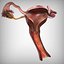 Female reproductive system