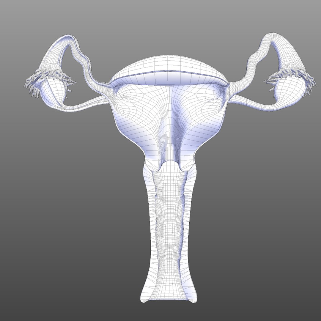 3D reproductive female vagina model https://p.turbosquid.com/ts-thumb/wz/6xRUeD/N8aM4k1l/wire1/jpg/1583695242/1920x1080/fit_q87/a3f48efa7b50dd1ababc835d812c3a5e6746b9bb/wire1.jpg