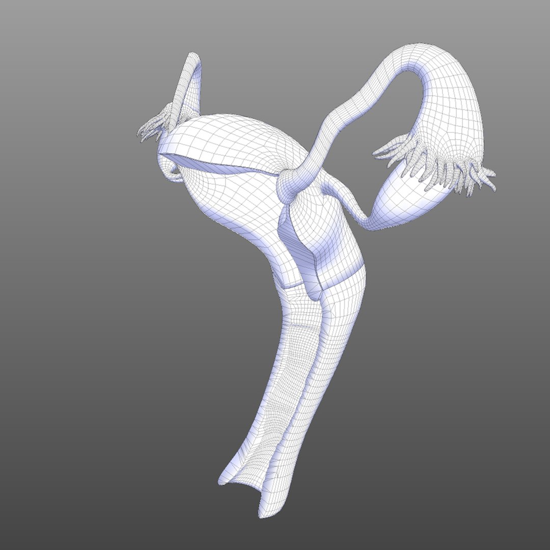 3D reproductive female vagina model https://p.turbosquid.com/ts-thumb/wz/6xRUeD/QwMfbYTz/wire2/jpg/1583695242/1920x1080/fit_q87/626babbb908928777f98a99cbc0672c1c97fa295/wire2.jpg