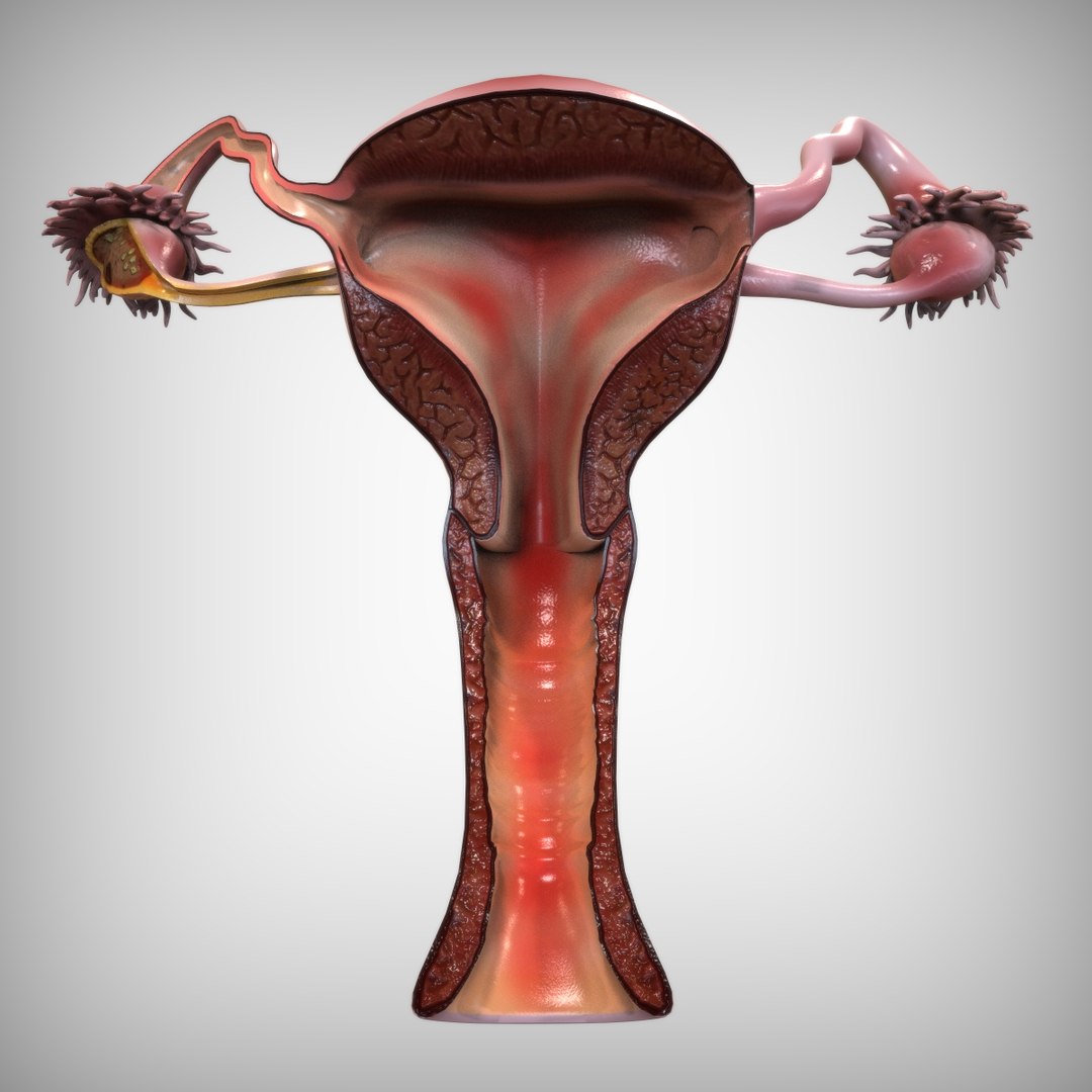 3d Reproductive Female Vagina Model Turbosquid 1520165 0927