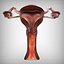 Female reproductive system