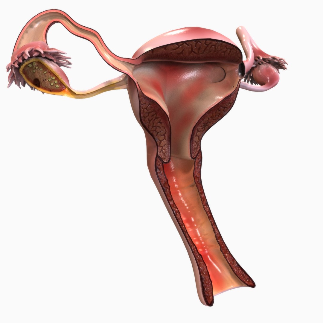 3D reproductive female vagina model https://p.turbosquid.com/ts-thumb/wz/6xRUeD/rwP9OS7K/view1/jpg/1583695242/1920x1080/fit_q87/a8e33905e1cad1e362fff78523a8787391c3df02/view1.jpg