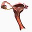Female reproductive system