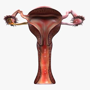 Female reproductive system