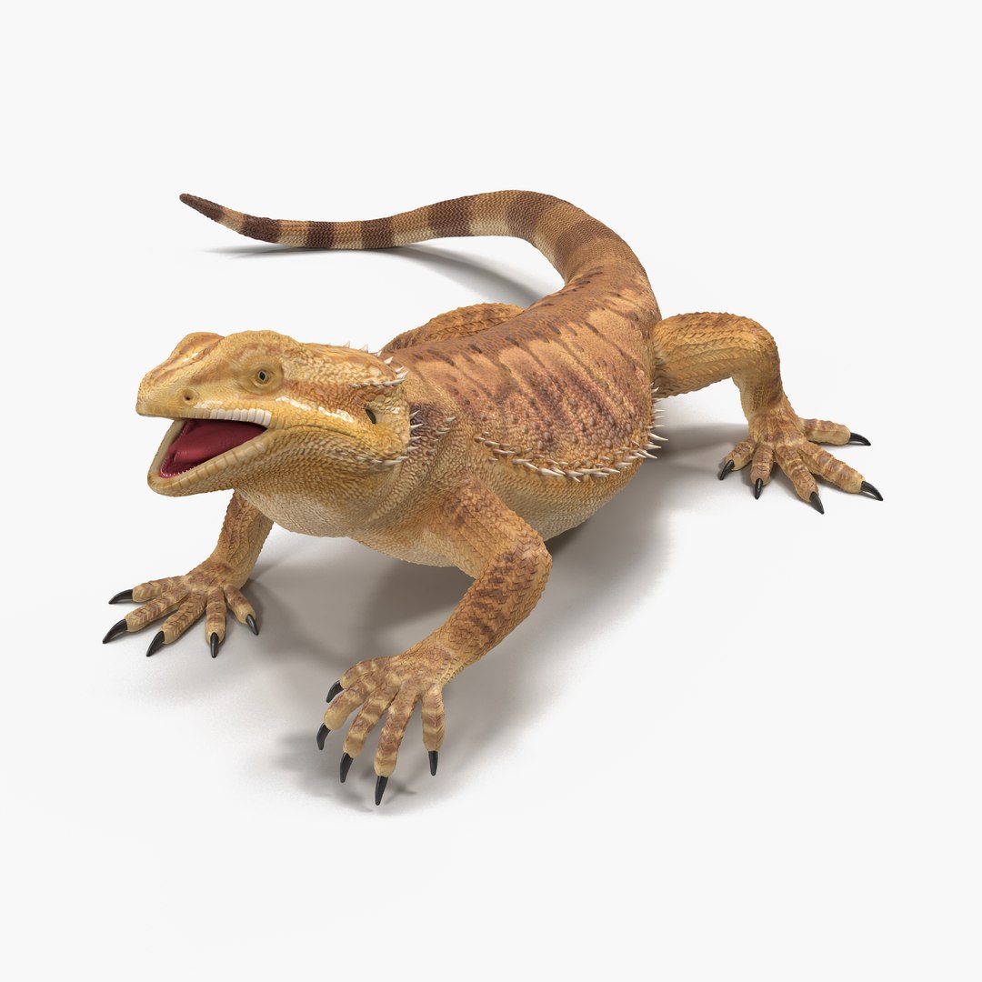 Bearded Dragon Rigged 3D model preview