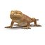 bearded dragon rigged 3d model