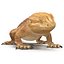 bearded dragon rigged 3d model