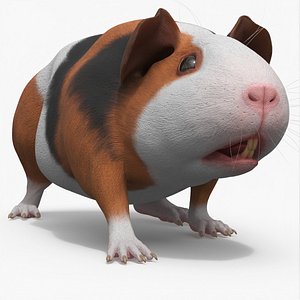 Tricolor Guinea Pig Short Hair Black Brown White Rigged 3D