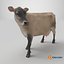 Vache Channel Island Beige