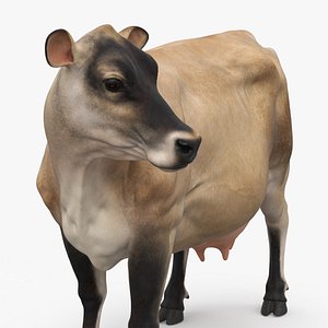 Channel Island Cow Beige