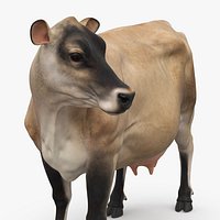 Channel Island Cow Beige
