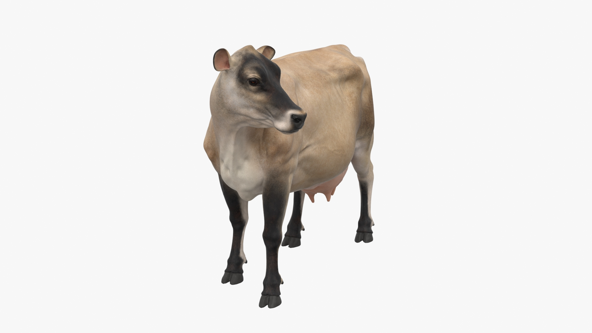 3D model Channel Island Cow Beige https://p.turbosquid.com/ts-thumb/wz/KV9uM4/Ye/channel_island_cow_beige_360/jpg/1732132069/1920x1080/turn_fit_q99/14df49866e04dd7f60c44ca65815a865213103f6/channel_island_cow_beige_360-1.jpg