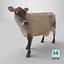 Vache Channel Island Beige