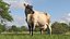 Vache Channel Island Beige