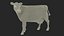 Vache Channel Island Beige