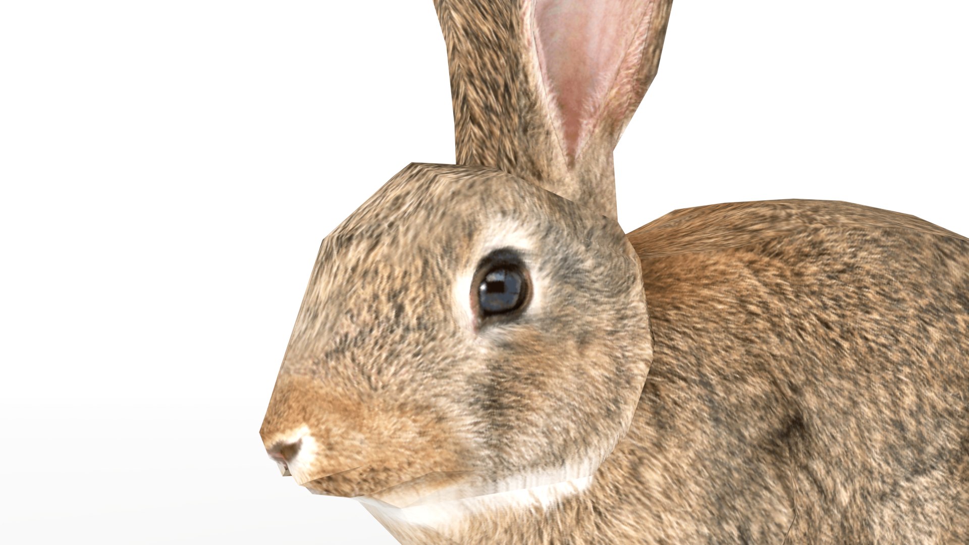 Rigged Rabbit 3D Model - TurboSquid 1361069