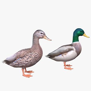 Mallard Duck Male-Female