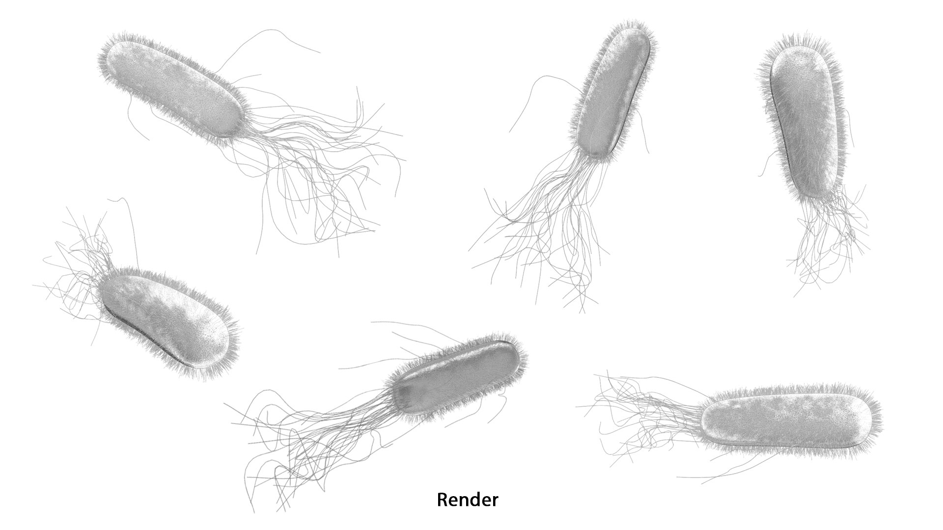 3D модель E coli Escherichia coli Бактерии - TurboSquid 2496461