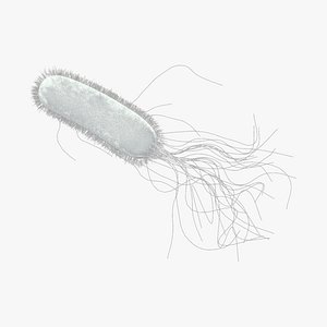E coli Escherichia coli Bacteria
