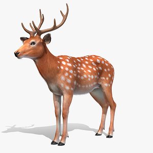 Deer - Stag