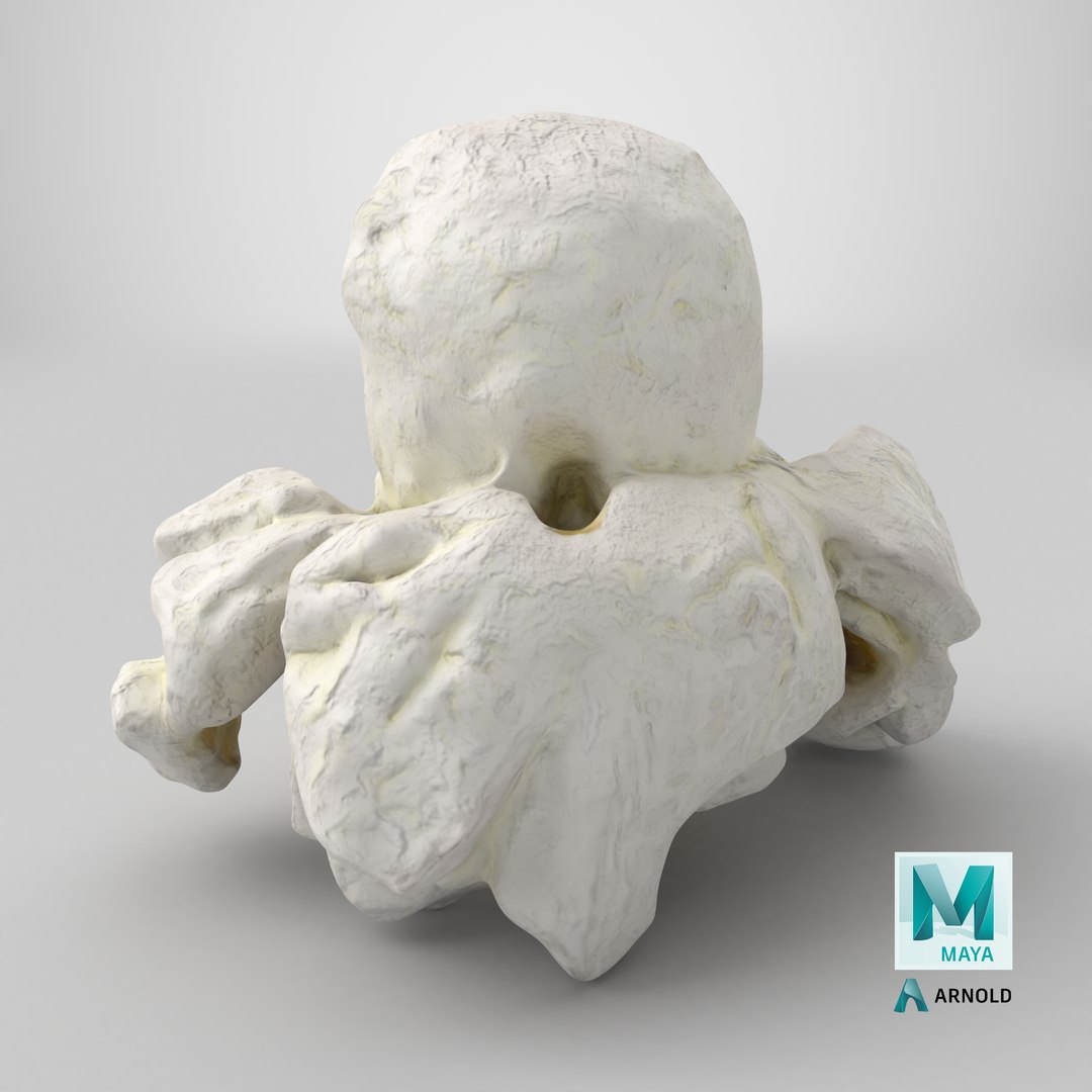 Popcorn 01 3D model https://p.turbosquid.com/ts-thumb/wz/m34Vcv/1u/stemcell_maya_arnold_render/png/1721674168/1920x1080/fit_q87/c7680164f9e91b1c557657b7f3c0ab78c4f712ed/stemcell_maya_arnold_render.jpg