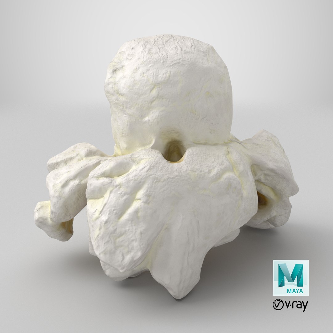Popcorn 01 3D model https://p.turbosquid.com/ts-thumb/wz/m34Vcv/EE/stemcell_maya_vray_render/png/1721674170/1920x1080/fit_q87/d28147482e58bbfca9ba92d761b1d58390490964/stemcell_maya_vray_render.jpg