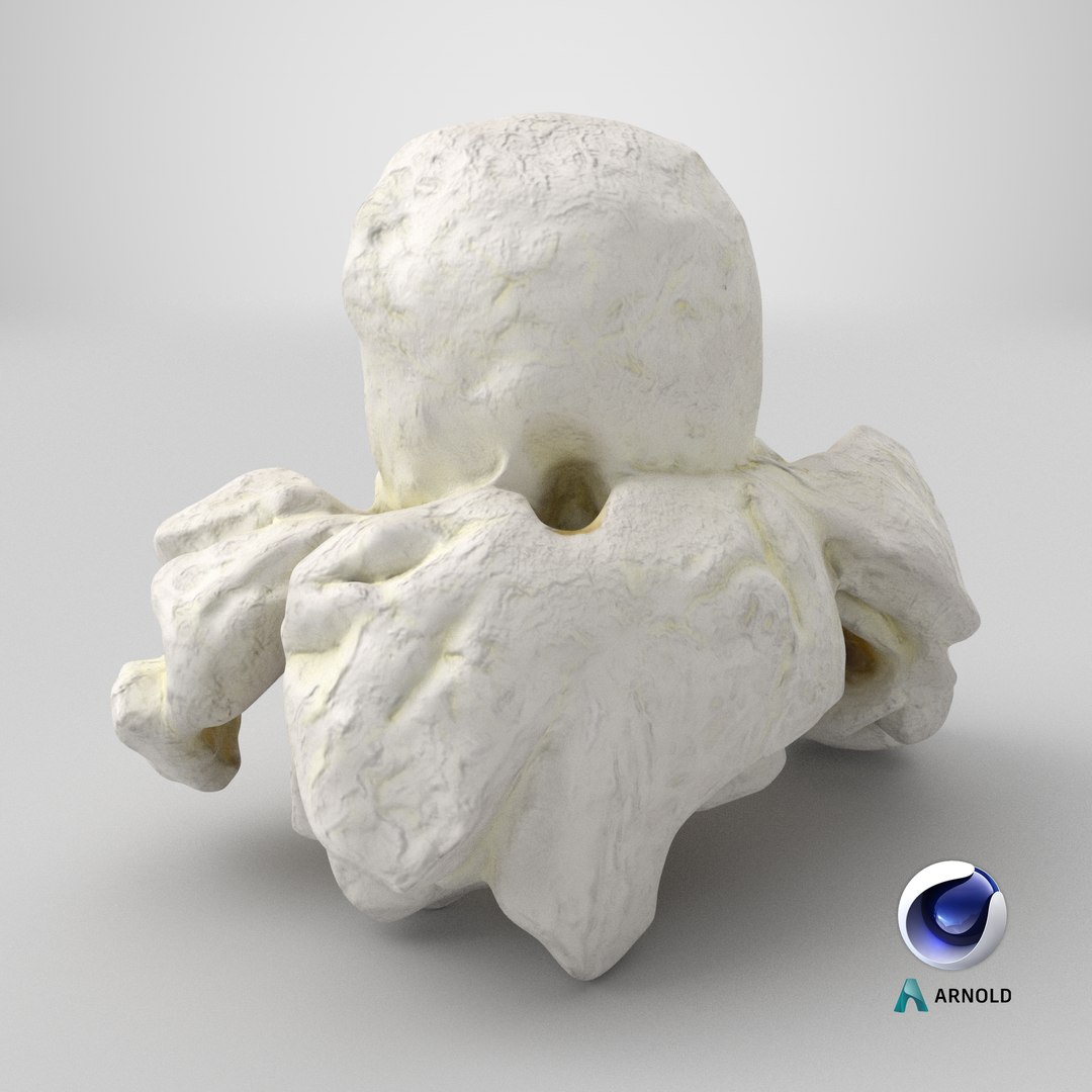 Popcorn 01 3D model https://p.turbosquid.com/ts-thumb/wz/m34Vcv/OY/stemcell_cinema_4d_arnold_render/png/1721674172/1920x1080/fit_q87/3f6def89142b4c8c45e68a15b7bf7fa0c6b596ed/stemcell_cinema_4d_arnold_render.jpg