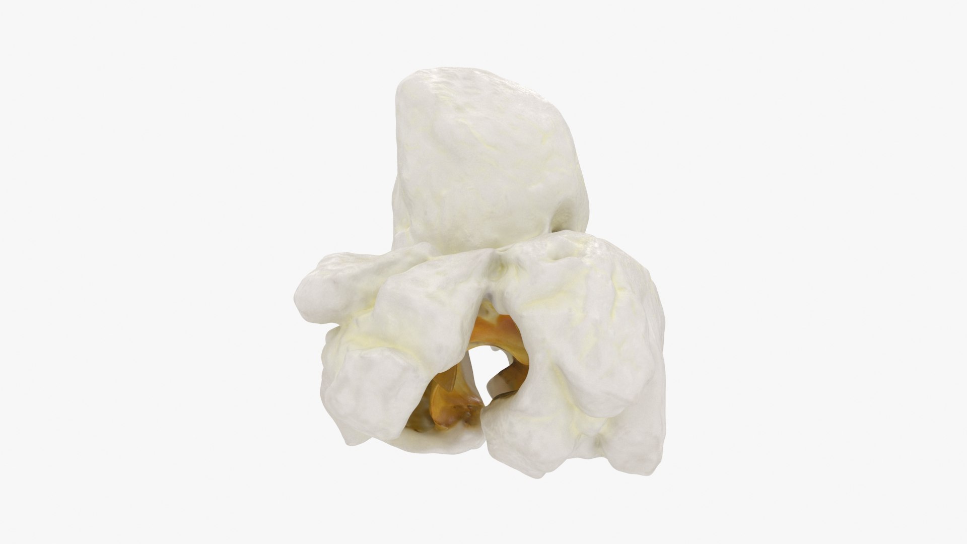 Popcorn 01 3D model https://p.turbosquid.com/ts-thumb/wz/m34Vcv/ZX/popcorn1_b0003/jpg/1721378468/1920x1080/fit_q87/13d3e3032ddf11aee128f30534ef3967a73a2b91/popcorn1_b0003.jpg