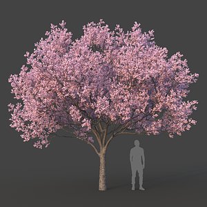 Sakura Tree model