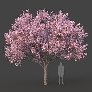 Sakura Classic 3D Model