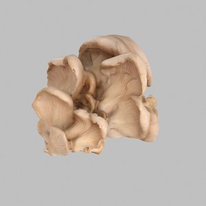 Oyster Mushroom