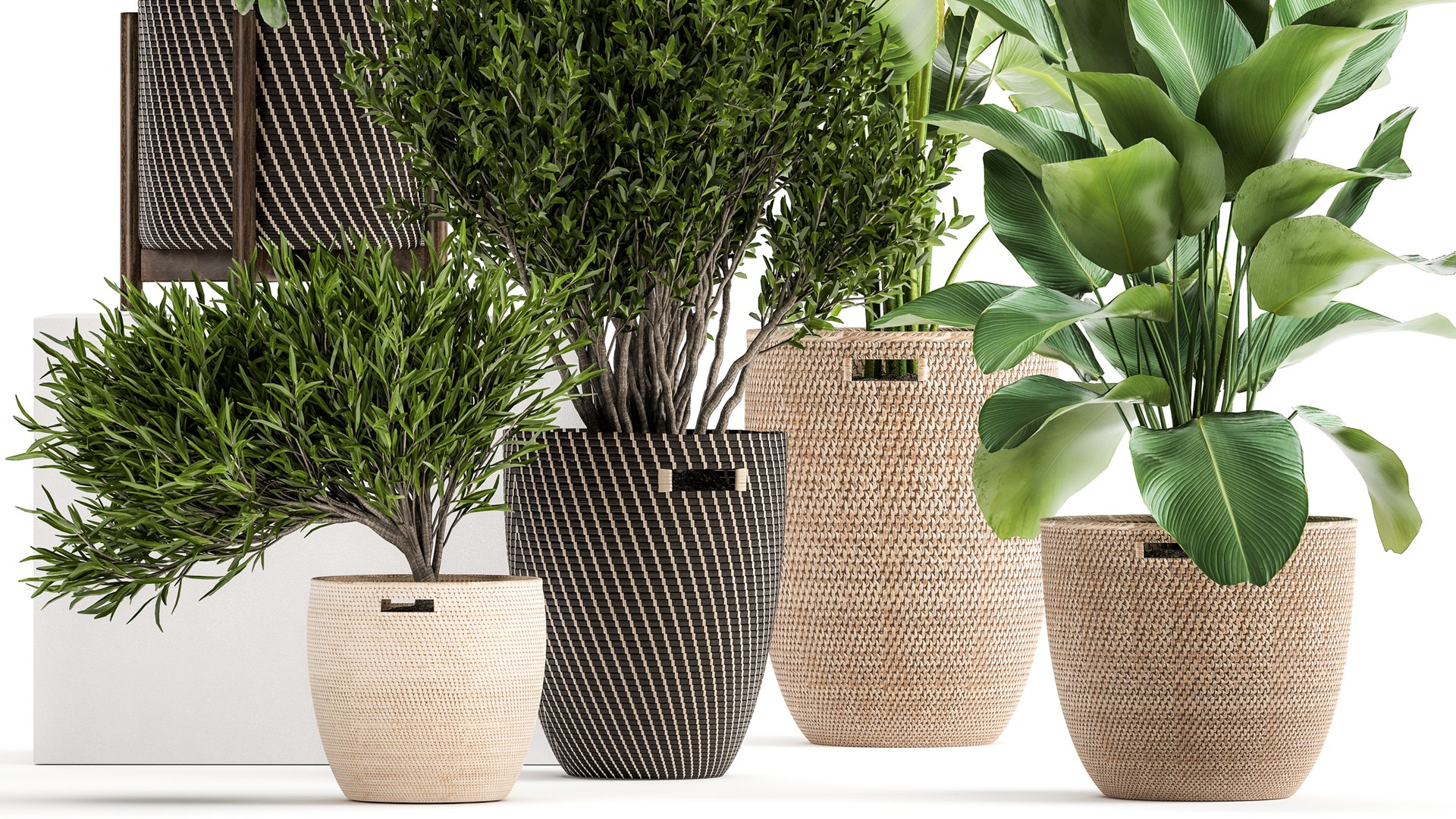 3D Ornamental plants in rattan baskets 1036 model https://p.turbosquid.com/ts-thumb/x0/ARVdiq/18/1plants3008202104/jpg/1630405108/1920x1080/fit_q87/8982a778ab7c2ce3d30aba874362686f4fa25d6c/1plants3008202104.jpg