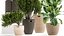Ornamental plants in rattan baskets 1036