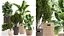 Ornamental plants in rattan baskets 1036