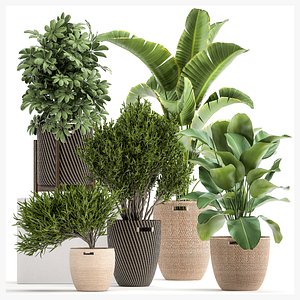 3D Ornamental plants in rattan baskets 1036 model