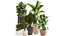Ornamental plants in rattan baskets 1036
